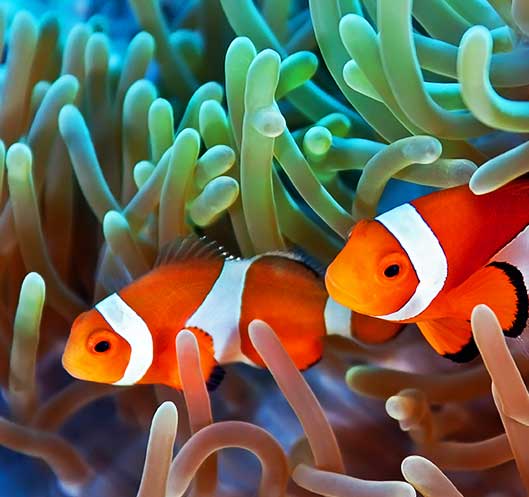 Clownfish in coral